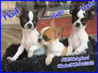 Hades, a male Chihuahua for sale in Beaumont, TX – 8 of 9