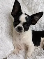 Hunter, a male Chihuahua for sale in Beaumont, TX – 4 of 8