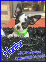 Hunter, a male Chihuahua for sale in Beaumont, TX – 8 of 10