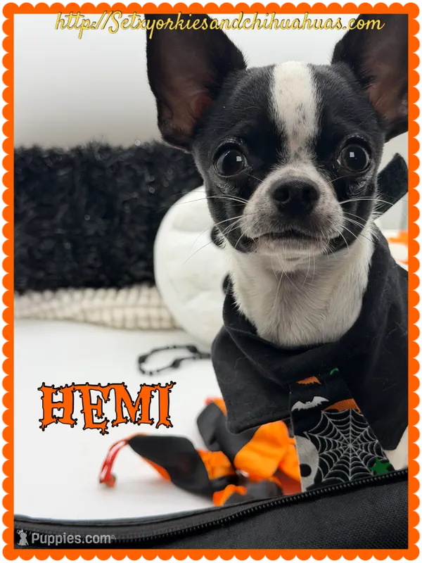 Hemi – Chihuahua puppy for sale in Beaumont, TX