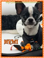 Hemi, a male Chihuahua for sale in Beaumont, TX – 1 of 9