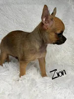 Zion, a male Chihuahua for sale in Beaumont, TX – 7 of 7