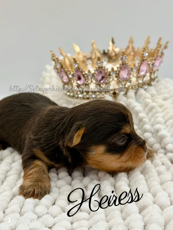 Heiress – Yorkshire Terrier puppy for sale in Beaumont, TX