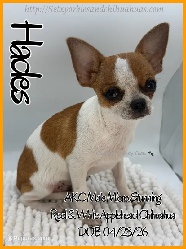 Hades – Chihuahua puppy for sale in Beaumont, TX