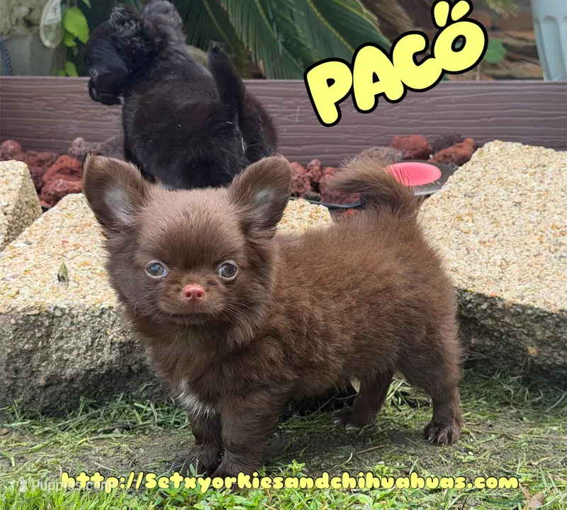 Paco – Chihuahua puppy for sale in Beaumont, TX
