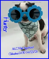 Hunter, a male Chihuahua for sale in Beaumont, TX – 2 of 10
