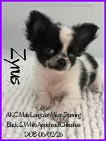 Zyrus, a male Chihuahua for sale in Beaumont, TX – 1 of 4