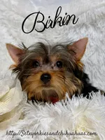 Birkin, a female Yorkshire Terrier for sale in Beaumont, TX – 9 of 10