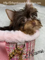 Kasmir, a female Yorkshire Terrier for sale in Beaumont, TX – 10 of 10