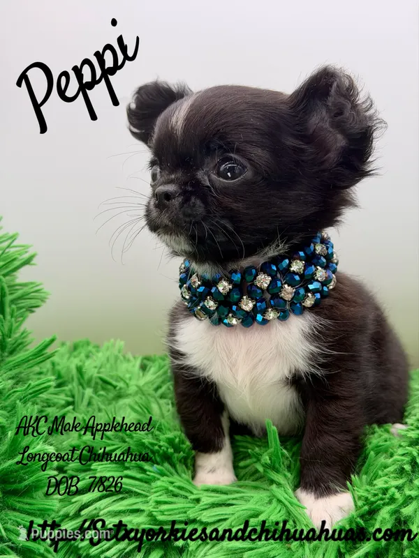 Peppi – Chihuahua puppy for sale in Beaumont, TX
