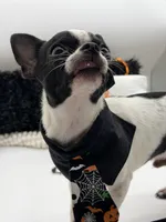 Hemi, a male Chihuahua for sale in Beaumont, TX – 9 of 9