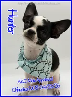 Hunter, a male Chihuahua for sale in Beaumont, TX – 4 of 10
