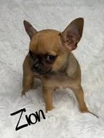 Zion, a male Chihuahua for sale in Beaumont, TX – 5 of 7