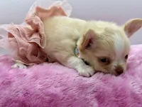 Promise, a female Chihuahua for sale in Beaumont, TX – 6 of 10