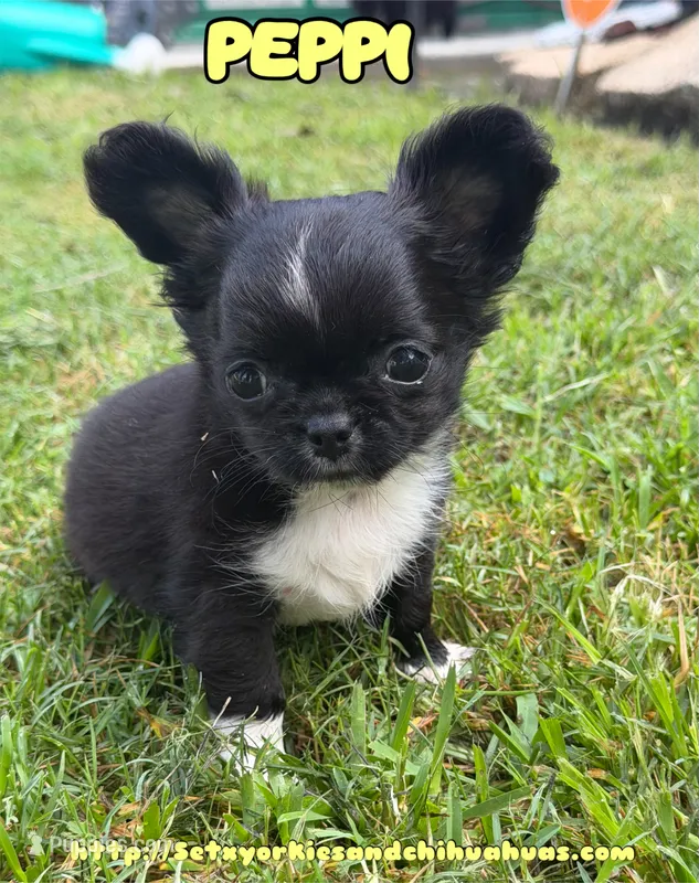 Peppi – Chihuahua puppy for sale in Beaumont, TX