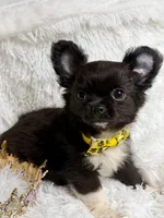 Papi, a male Chihuahua for sale in Beaumont, TX – 7 of 10