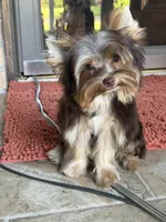 Valentino, a male Yorkshire Terrier for sale in Beaumont, TX – 3 of 6