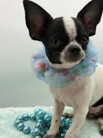Hemi, a male Chihuahua for sale in Beaumont, TX – 5 of 8