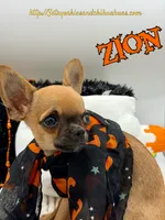 Zion, a male Chihuahua for sale in Beaumont, TX – 4 of 7
