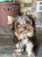 Valentino, a male Yorkshire Terrier for sale in Beaumont, TX – 6 of 6