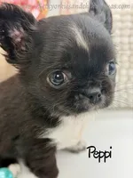 Peppi, a male Chihuahua for sale in Beaumont, TX – 8 of 9