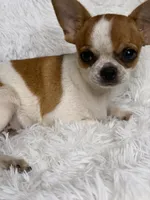 Hades, a male Chihuahua for sale in Beaumont, TX – 4 of 9