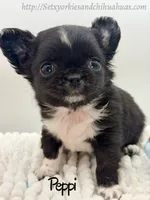 Peppi, a male Chihuahua for sale in Beaumont, TX – 3 of 9