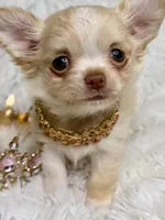 Promise, a female Chihuahua for sale in Beaumont, TX – 8 of 10