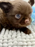 Paco, a male Chihuahua for sale in Beaumont, TX – 4 of 6