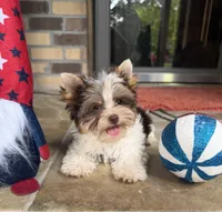 Valor, a male Yorkshire Terrier for sale in Beaumont, TX – 6 of 10