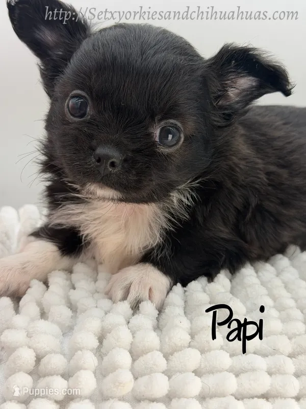 Papi – Chihuahua puppy for sale in Beaumont, TX