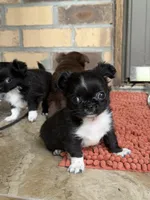 Peppi, a male Chihuahua for sale in Beaumont, TX – 7 of 9
