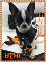 Hemi, a male Chihuahua for sale in Beaumont, TX – 8 of 9