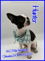 Hunter, a male Chihuahua for sale in Beaumont, TX – 5 of 10