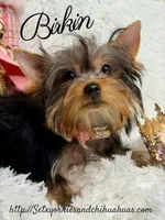 Birkin, a female Yorkshire Terrier for sale in Beaumont, TX – 8 of 10