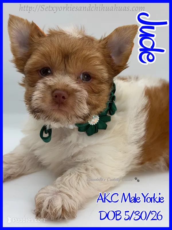 Jude – Yorkshire Terrier puppy for sale in Beaumont, TX