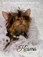 Kasmir, a female Yorkshire Terrier for sale in Beaumont, TX – 6 of 10