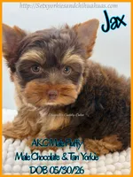 Jax, a male Yorkshire Terrier for sale in Beaumont, TX – 6 of 8