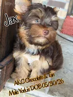 Jax, a male Yorkshire Terrier for sale in Beaumont, TX – 7 of 8