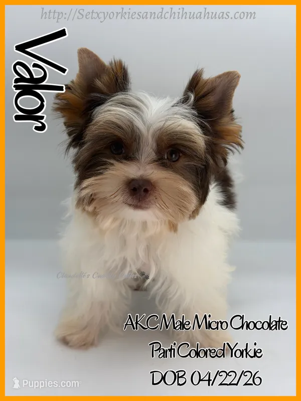 Valor – Yorkshire Terrier puppy for sale in Beaumont, TX