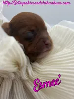 Esmee’, a female Yorkshire Terrier for sale in Beaumont, TX – 2 of 8
