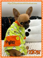 Zion, a male Chihuahua for sale in Beaumont, TX – 2 of 7
