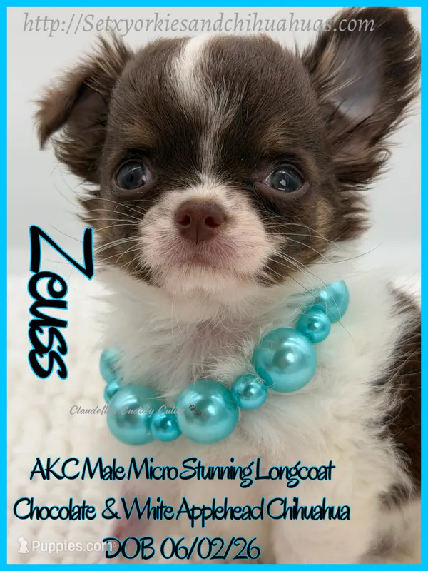 Zeuss – Chihuahua puppy for sale in Beaumont, TX