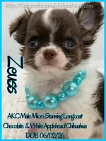 Zeuss, a male Chihuahua for sale in Beaumont, TX – 1 of 3