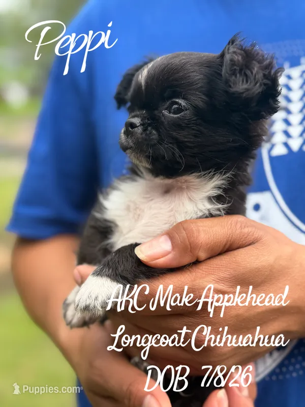 Peppi – Chihuahua puppy for sale in Beaumont, TX