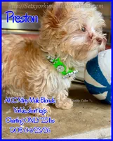 Preston, a male Yorkshire Terrier for sale in Beaumont, TX – 9 of 10