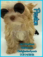 Preston, a male Yorkshire Terrier for sale in Beaumont, TX – 8 of 10