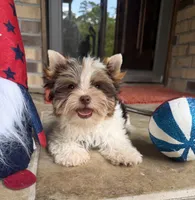 Valor, a male Yorkshire Terrier for sale in Beaumont, TX – 5 of 10