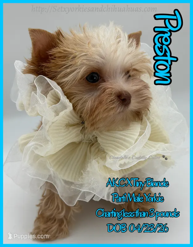 Preston – Yorkshire Terrier puppy for sale in Beaumont, TX