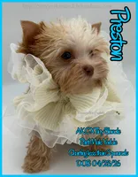 Preston, a male Yorkshire Terrier for sale in Beaumont, TX – 1 of 10